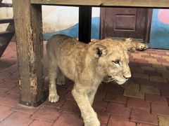 -大连森林动物园