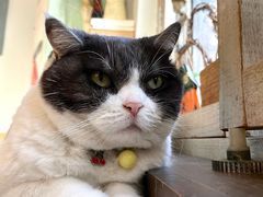 -海边的猫和咖啡馆