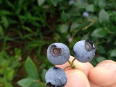 -金谷域澳洲庄园