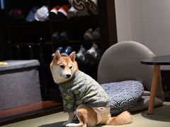 -逗柴咖啡屋·狗咖猫咖宠物桌游