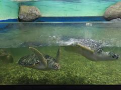 -苏州海洋馆