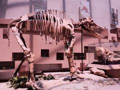 -陕西自然博物馆