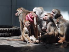 -西安秦岭野生动物园