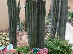-正佳雨林生态植物园