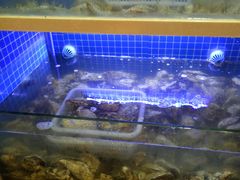 水产区-农家霸王地锅鸡(国顺东路店)