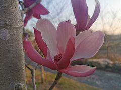 -天适樱花悠乐园