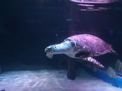 -暹罗海洋世界