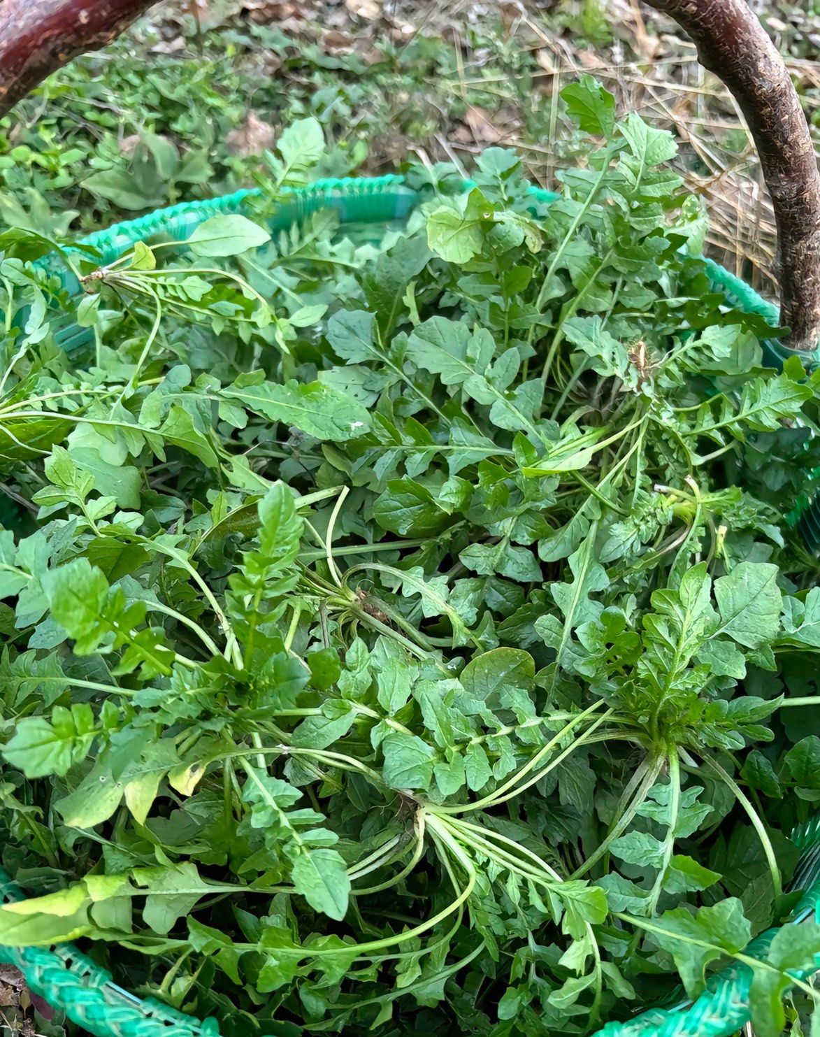 西安挖芨芨菜的地方攻略