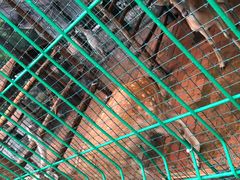 -大鹅岛绿色生态美食园