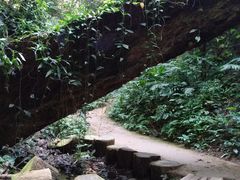 -西双版纳原始森林公园