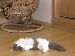 -猫腻·猫咖·撸猫馆(星光大道店)