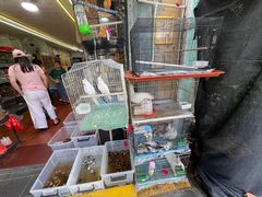 -溪岸路花鸟市场