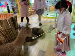 -七巧国萌宠乐园(龙湖天街店)