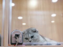 -爪爪喵星球·猫舍(益田假日里店)