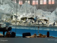 -帝企鹅自助餐厅•儿童岛•真企鹅(长隆企鹅酒店)