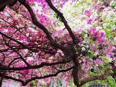 -深圳国际园林花卉博览园