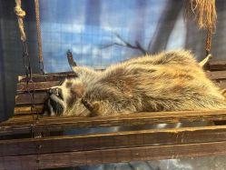 -酷嗒动物文化乐园(cutezoo西溪乐天城店)