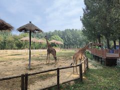 -北京野生动物园