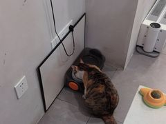 -伟伟宠物医院·CT影像中心·瑞派犬猫综合性门诊(汉口总院)
