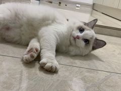 -Bastet sally猫舍购宠(静安店)