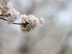 景点-武汉大学-樱园