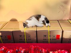 -龙华素斋(龙华路店)