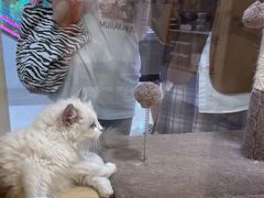 -屋虎猫馆(宝安大仟里店)