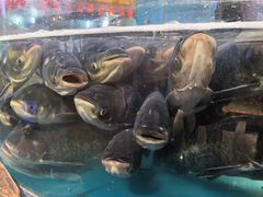 -魏铭鱼头捞饭(晋阳路店)