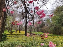-昆明植物园