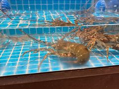 -吕氏疙瘩汤·新鲁菜(济南万象城店)