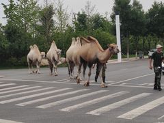 -华夏文旅西安度假区