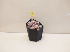 -栗子来了(正弘城店)