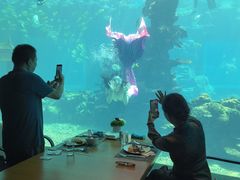 -涛·海底餐厅·美人鱼·自助餐·海底隧道(三亚海棠湾洲际度假酒店)
