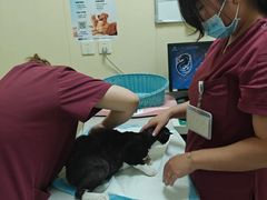 -纳吉亚猫专科动物医院博雅分院
