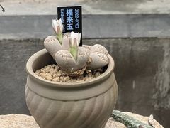-国家植物园