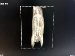 -瑞派·关忠动物医院·异宠专科·犬猫肿瘤·皮肤专科(望京店)