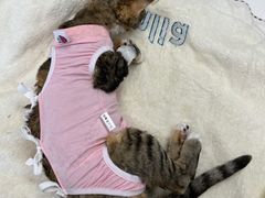 -欧奕国际动物医院