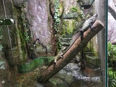 -上海大自然野生昆虫馆(东方明珠·爬宠昆虫探索中心)