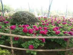 -洛阳郁金香牡丹园