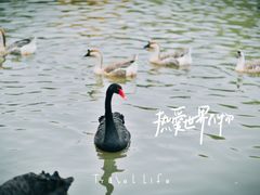 -溱湖国家湿地公园