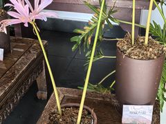 -杭州植物园