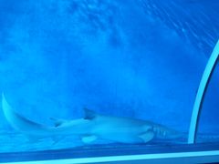 -北戴河圣蓝海洋公园