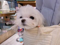 -FAELING PETS美天灵宠物(富力广场店)