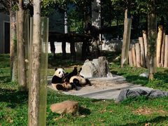-卧龙中华大熊猫苑神树坪基地