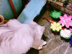 -猫小院猫主题咖啡厅(北锣店)