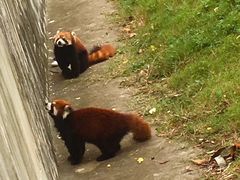 -合肥野生动物园