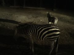 -清迈夜间动物园
