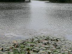 -新江湾城公园