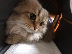 -美联众合动物医院·24h京西诊疗中心