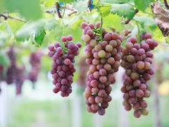 -贡湖湾湿地公园